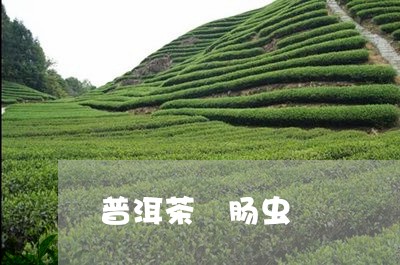 普洱茶 肠虫/2023042801253